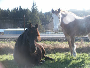 horses Gypsy and Ishtar