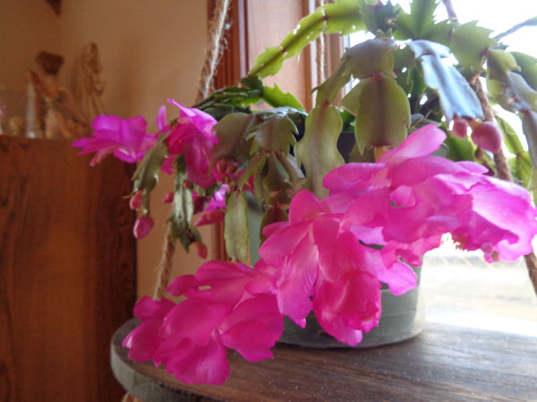 The Christmas cactus is very happy - look at all those blooms!