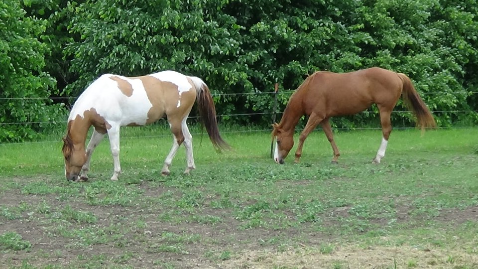 horses