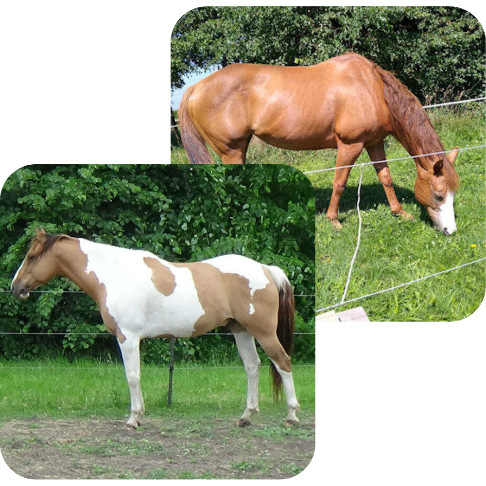 contact-us-healing-horse-touch