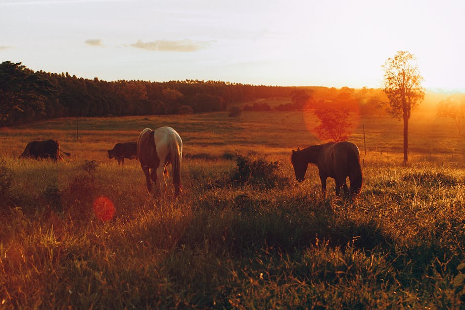 horses