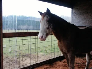 Gypsy