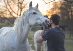 arabian horse 5249583 640