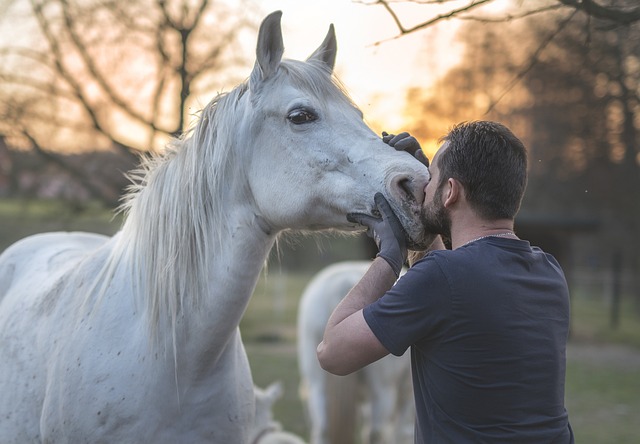 equine therapy