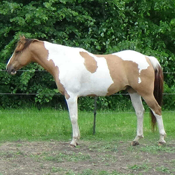 Destiny equus coach