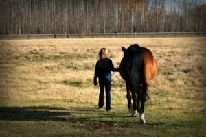 equine activities basics