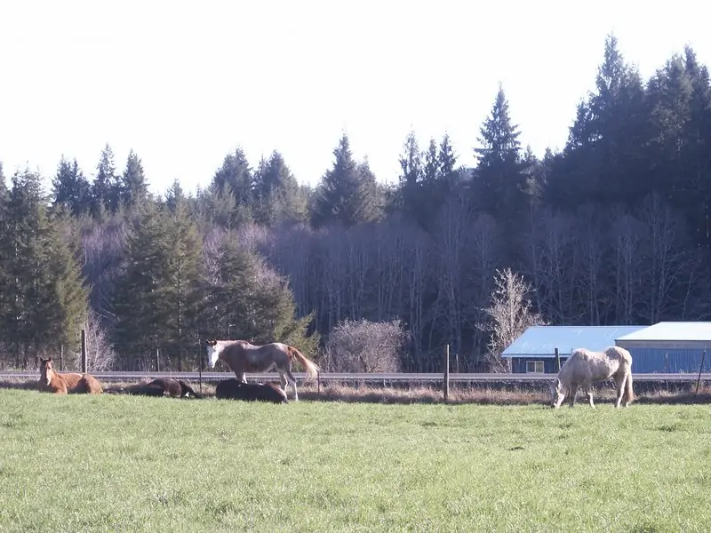 horses in Oregon