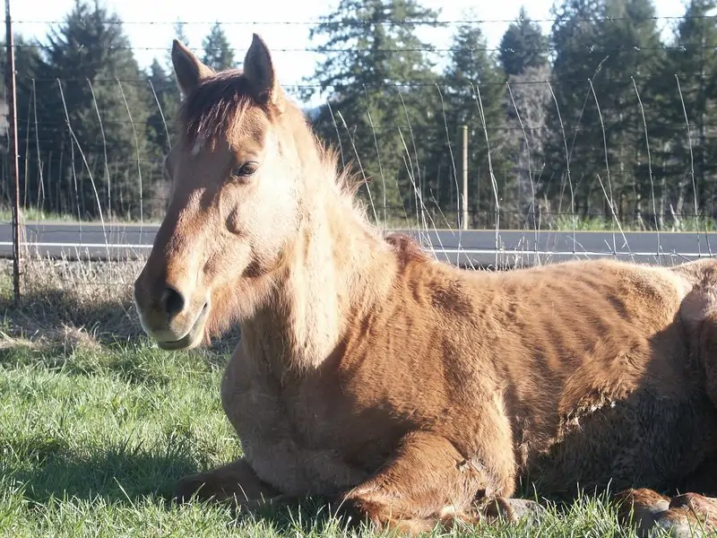 Pearl enjoying the sun