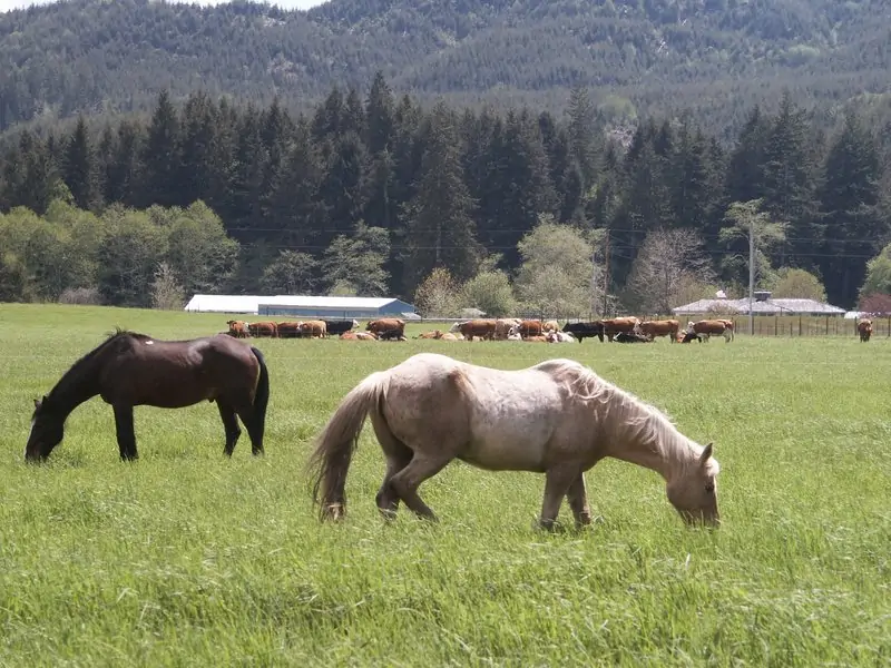 Honey and Blazer with cows in the background