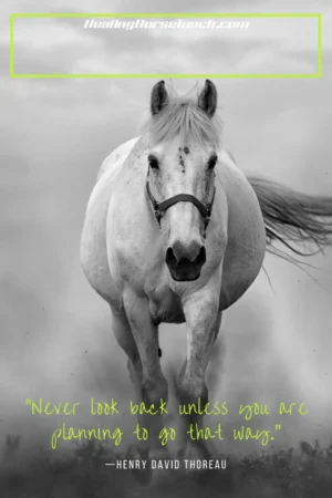 motivation