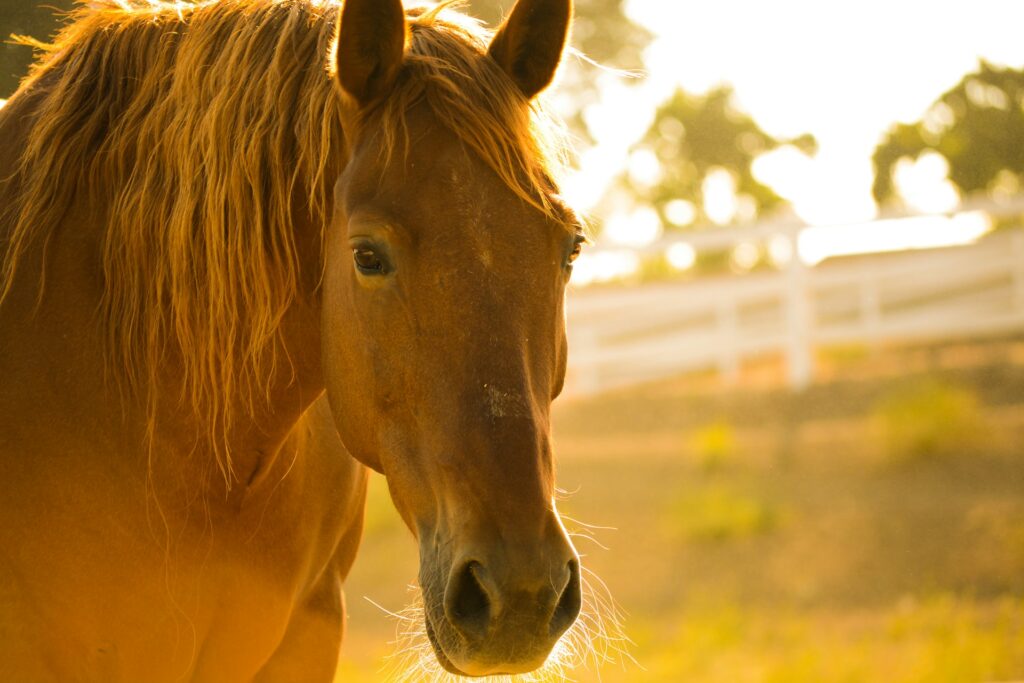 equine assisted therapy articles