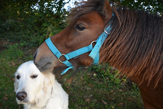 The Role of Service Animals in Mental Health Treatment Plans