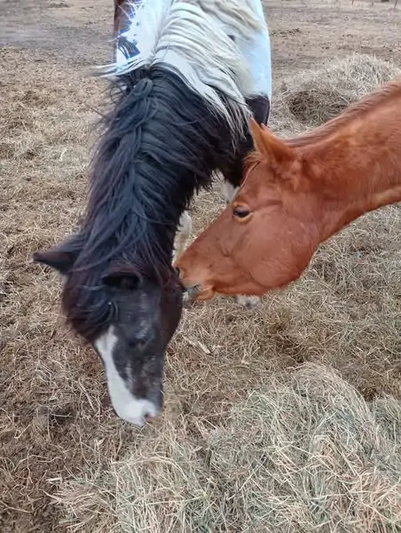 Galaxy and Flicka