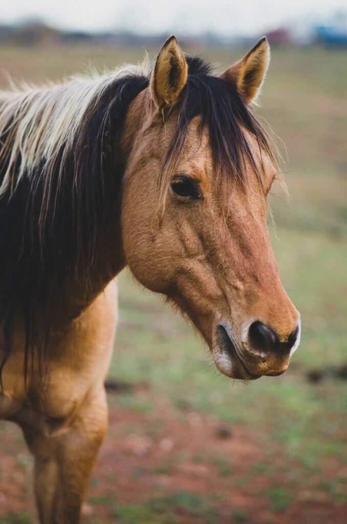 Science Behind Equine Assisted Therapy