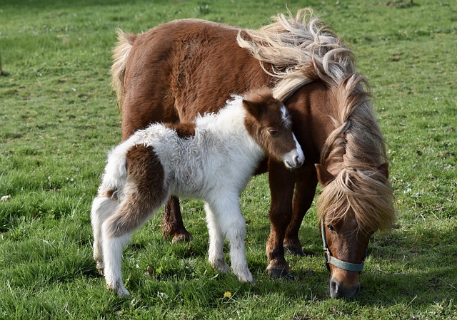 shetland ponies 7091959 640